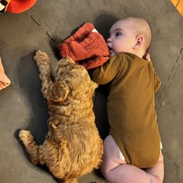 Bernedoodle and Labradoodle Puppies from Zehr’s Labradoodles & Bernedoodles