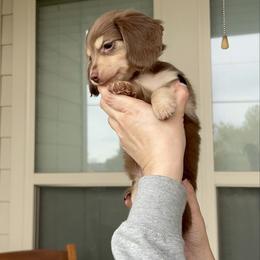 Boy 2 - Glacier KLARNA AVAILABLE - Chocolate and cream male Dachshund puppy in Hutto, Texas from R.G. Dachshunds