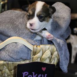 Sweet little Pokey - Sable female Pembroke Welsh Corgi puppy in Purcellville, Virginia from Rhone River Farm Pembroke Welsh Corgis