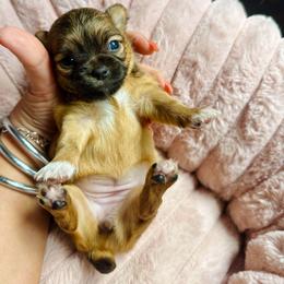 Bunny - Black sabled fawn female Chihuahua puppy in Burleson, Texas from Luxe Paradise House of Chi