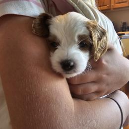 Cavapoo Puppies from North Ranch Doodles