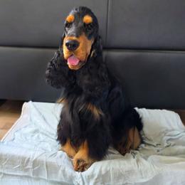 Massimo - English Cocker Spaniel