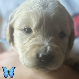 3 girls - Light golden female Golden Retriever puppy in Fisher, Illinois from Fidei Family Farms