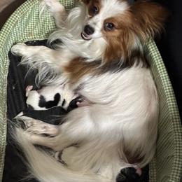 Papillon puppies from Longwing Kennel