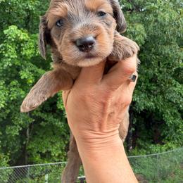 Teddy bear- wire hair silkie - Fawn (Isabella) male Dachshund puppy in Cleveland, Georgia from Memaw’s Minis Babies Doxies
