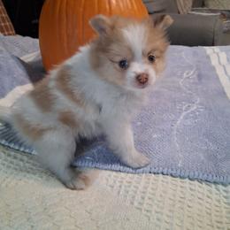 Sierra - Cream sable parti female Pomeranian puppy in Gaffney, South Carolina from Battlefield Kennels