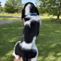 Basset Hound Puppies from Carrier Bassets