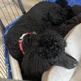 Poodles from Silent Snipes Poodles