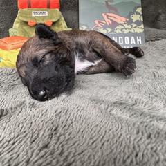 Belgian Laekenois Puppies from Sweetwater Belgian Laekenois