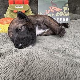 Belgian Laekenois Puppies from Sweetwater Belgian Laekenois