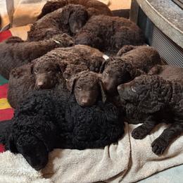 Curly-Coated Retriever Puppies from Tephra Curly Coated Retrievers
