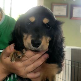 Teal Collar - Black and tan male Dachshund puppy in Salinas, California from Maverick Kennels