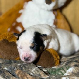 Bambi - Blue mottled female Australian Cattle Dog puppy in Rosharon, Texas from 4Surge Cattle Dogs