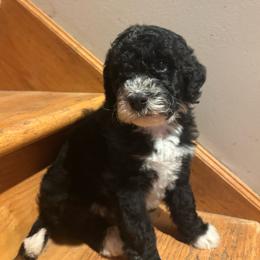 Onyx - Black and white male Bernedoodle puppy in Carmichaels, Pennsylvania from JensenBelle Doodles