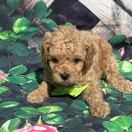 Coda - Apricot Poodle puppy in Pearland, Texas from Destiny’s Kennel