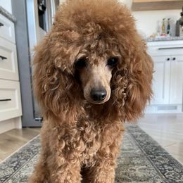 Poodles from Midwest Miniature Poodles