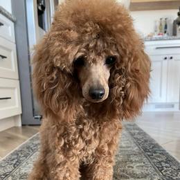 Poodles from Midwest Miniature Poodles