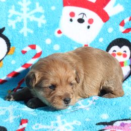 Spice - Apricot female Poodle puppy in Greenville, South Carolina from Wendy's House Of Poodles LLC