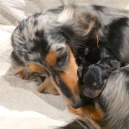 Alisa - Black and tan female Dachshund puppy in Dade City, Florida from Kingpindoxies