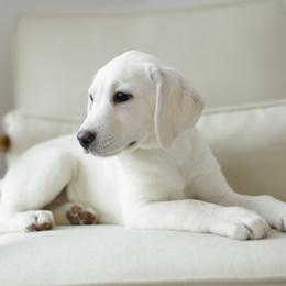 Girl 1 - Yellow female Labrador Retriever puppy in Allons, Tennessee from UC Labradors LLC