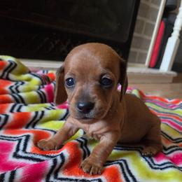 Billy - Red male Dachshund puppy in Farmington, Missouri from Southeast mo Miniature dachshunds