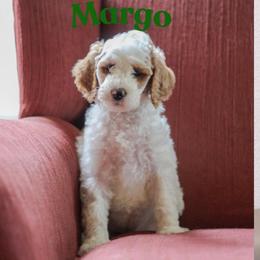 Margo - Parti female Goldendoodle puppy in College Station, Texas from Em & El Doodles