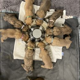Boerboel, Shorkie, and Toy Australian Shepherd Puppies from SATA Kennels