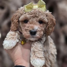 Kimber Yellow - Apricot female Goldendoodle puppy in Vernon, Texas from Sugarland's Texas Goldendoodles