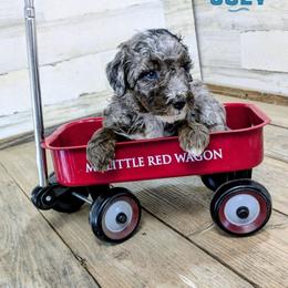 Joey - Blue merle male Aussiedoodle puppy in Cambridge, Minnesota from Country Meadow Doodles