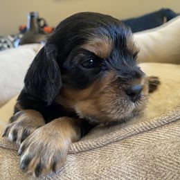 Cavapoo and Lagotto Romagnolo Puppies from Raven Meadow Ranch