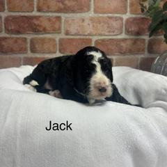 Jack Frost - male Golden Mountain Doodle puppy in Powell, Wyoming from Doodles of Joy