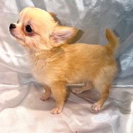 Cody - Red and white male Chihuahua puppy in Palmyra, Indiana from Country Star Chihuahuas