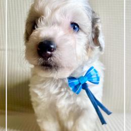 UKEE - Grey and white male Bernedoodle puppy in Houston, Texas from Pia’s Doodle Poodle Wag