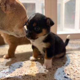Bella - Black and tan female Chihuahua puppy in Eustis, Florida from Chichianna's Legacy