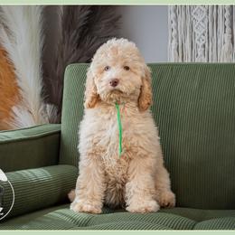 Gretchen - Red female Cockapoo puppy in Connersville, Indiana from Deaz Doodle Ranch