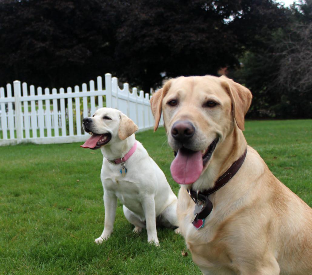 Starlight Buckeye Labs in Ohio | Labrador Retriever puppies | Good Dog