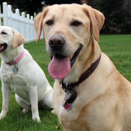 Labrador Retrievers from Starlight Buckeye Labs