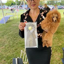 Lika - Apricot female Poodle puppy in Oceanside, New York from Anastasia Poodles three four seven seven five four two three four five