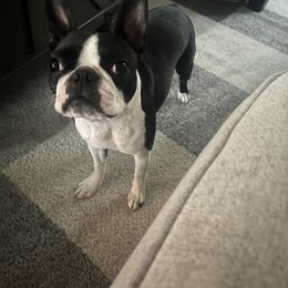 Olive - Boston Terrier