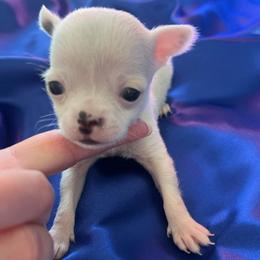 Snowball - White male Chihuahua puppy in Framingham, Massachusetts from Boston Chi Chis