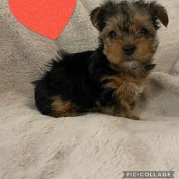 Girl 1 - female Yorkshire Terrier puppy in Yukon, Oklahoma from Sweet Pea's Yorkies