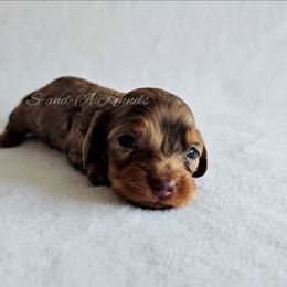 Cindy Lou - Dapple female Dachshund puppy in Quitman, Mississippi from S-and-A Kennels
