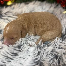 Ashton - Red  male Goldendoodle puppy in Ambrose, Georgia from Brandilyn's Aussies