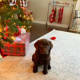 Labrador Retriever Puppies from Commander Labradors