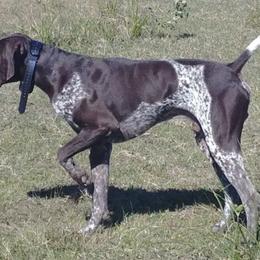 German Shorthaired Pointers from Bridget's GSPs