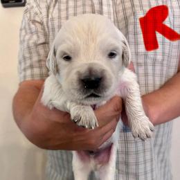 Male Pick 6 - Light golden male Golden Retriever puppy in Litchfield Park, Arizona from Phoenix Golden Retriever & Biewer Terriers