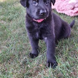 German Shepherd Puppies from Moonlight Shepherds LLC