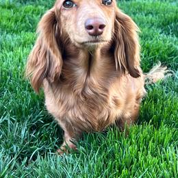 Maple - Dachshund