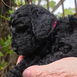 Anna Magdalena - Black female Poodle puppy in Hartselle, Alabama from Phare Poodles
