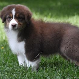 Zegna - Red tri-color female Australian Shepherd puppy in Easton, Missouri from MMA Kennel